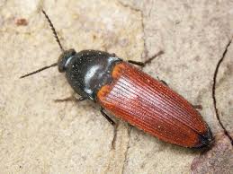 Attēlu rezultāti vaicājumam “Ampedus pomorum”