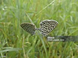 Attēlu rezultāti vaicājumam “Everes argiades”