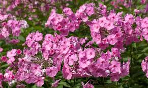 Image result for Phlox (großblumig)