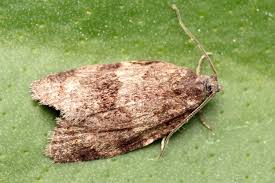 Attēlu rezultāti vaicājumam “Tortricidae”