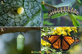 Image result for monarch caterpillar