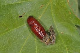 Attēlu rezultāti vaicājumam “Eilema depressa”