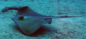Image result for Dasyatis pastinaca