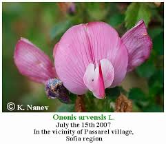 Attēlu rezultāti vaicājumam “Ononis arvensis leaf”