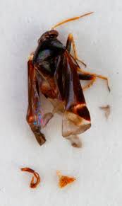 Attēlu rezultāti vaicājumam “Psallus sp. imago”