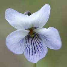 Attēlu rezultāti vaicājumam “Viola epipsila flower”