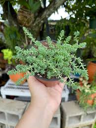 Attēlu rezultāti vaicājumam “Sedum hispanicum leaf”