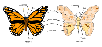 Attēlu rezultāti vaicājumam “Lepidoptera”