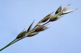 Attēlu rezultāti vaicājumam “Danthonia decumbens”