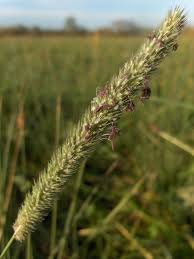 Attēlu rezultāti vaicājumam “Phleum pratense”