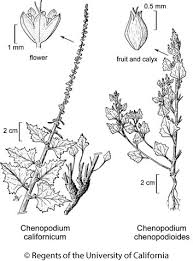Attēlu rezultāti vaicājumam “Chenopodium album flower”