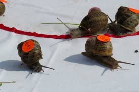 Image result for World Snail Racing Championships