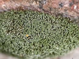 Attēlu rezultāti vaicājumam “Saelania glaucescens”