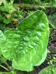 Attēlu rezultāti vaicājumam “Plantago major leaf”