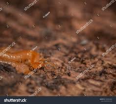 Attēlu rezultāti vaicājumam “Geophilidae”