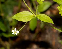 Attēlu rezultāti vaicājumam “Moehringia trinervia bud”
