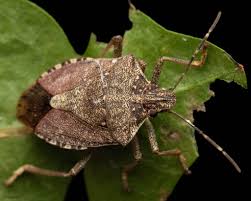 Attēlu rezultāti vaicājumam “Badhamiopsis macrospora macro”