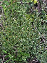 Attēlu rezultāti vaicājumam “Sparganium minimum leaf”