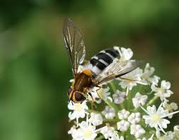 Attēlu rezultāti vaicājumam “Leucozona glaucia”