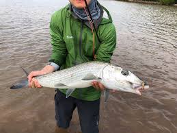 Image result for Albula glossodonta