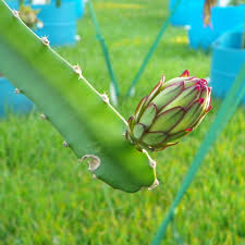 Attēlu rezultāti vaicājumam “Carex dioica fruit”