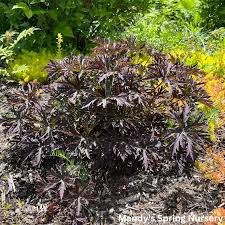 Attēlu rezultāti vaicājumam “Geranium pratense leaf”