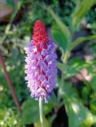 Attēlu rezultāti vaicājumam “Primula veris var. rubra flower”