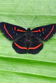 Attēlu rezultāti vaicājumam “Riodinidae”