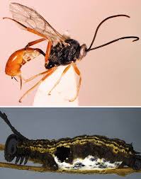 Attēlu rezultāti vaicājumam “Gynaephora selenitica larva”