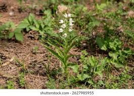 Attēlu rezultāti vaicājumam “Cephalanthera longifolia”