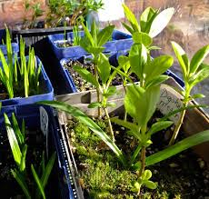 Attēlu rezultāti vaicājumam “Daphne mezereum leaf”
