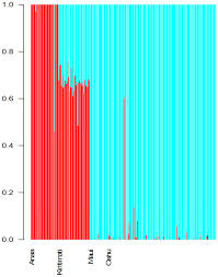 Image result for Albula glossodonta