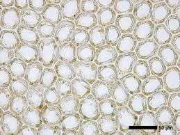 Attēlu rezultāti vaicājumam “Calypogeia integristipula”