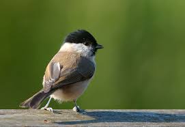 Image result for Poecile palustris