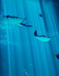 Image result for Mobula hypostoma