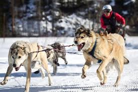 Image result for Team Ice Fire British Sled Dog Racing Team