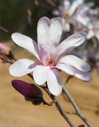 Attēlu rezultāti vaicājumam “Magnolia x loebneri flower”