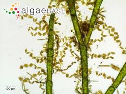 Attēlu rezultāti vaicājumam “Cladophora glomerata”