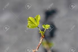 Attēlu rezultāti vaicājumam “Ribes uva-crispa leaf”