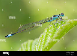 Attēlu rezultāti vaicājumam “Ischnura elegans”