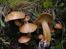 Attēlu rezultāti vaicājumam “Suillus bovinus”