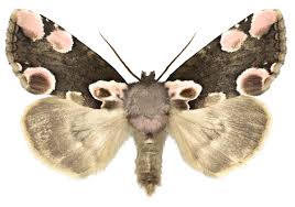 Attēlu rezultāti vaicājumam “Thyatira batis”