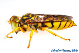 Attēlu rezultāti vaicājumam “Hymenoptera”