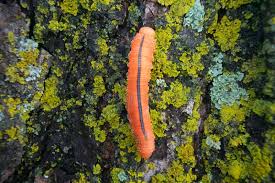 Attēlu rezultāti vaicājumam “Cimbex luteus”