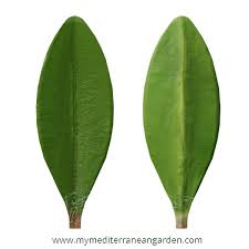 Attēlu rezultāti vaicājumam “Thymus pulegioides leaf”