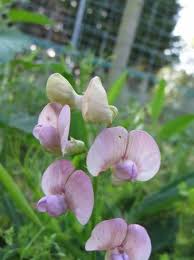 Attēlu rezultāti vaicājumam “Lathyrus sylvestris flower”