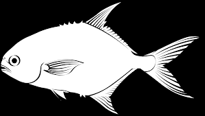 Image result for Trachinotus falcatus