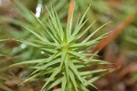 Attēlu rezultāti vaicājumam “Polytrichum commune”