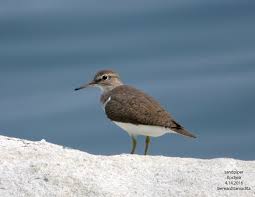 Attēlu rezultāti vaicājumam “Actitis hypoleucos”