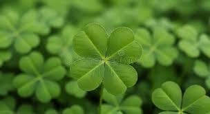 Attēlu rezultāti vaicājumam “Trifolium repens leaf”